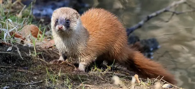 愛知県岡崎市の害獣駆除なら「害獣駆除ヤマトサービス」にお任せ